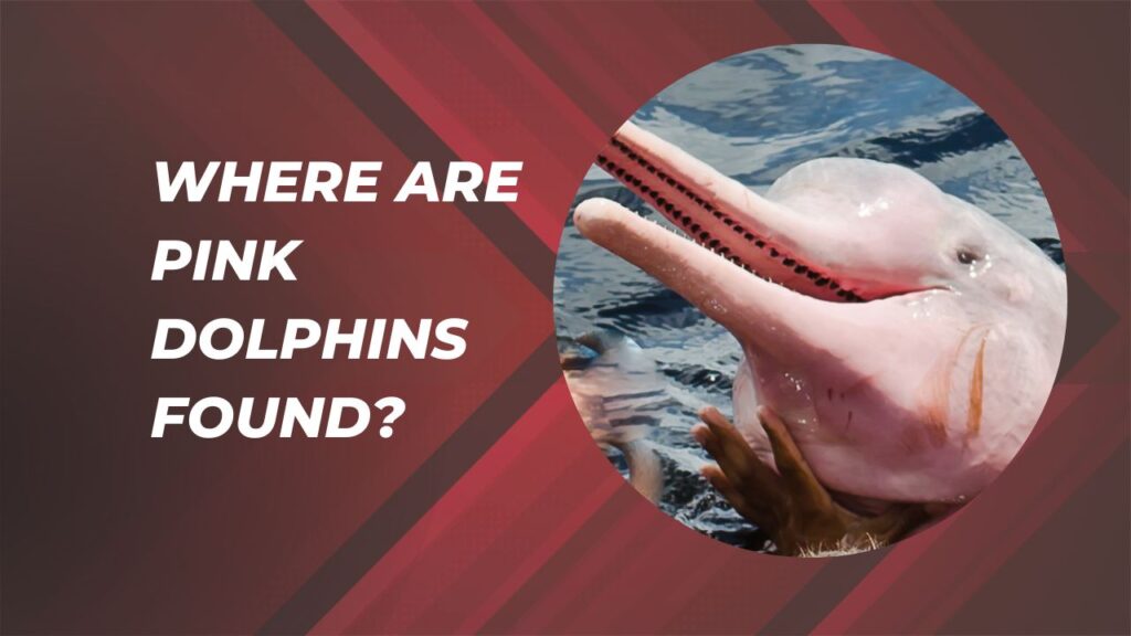 Where Are Pink Dolphins Found