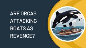 Why Do Orcas Follow Boats