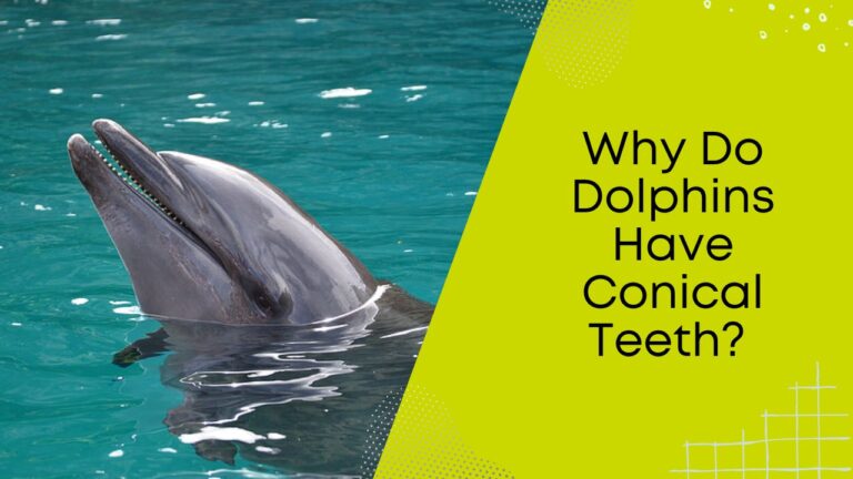 Why Do Dolphins Have Conical Teeth? Unlocking the Mystery | DolphinXpert