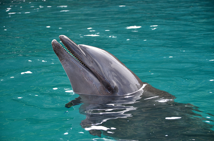 Why do dolphins have conical teeth 