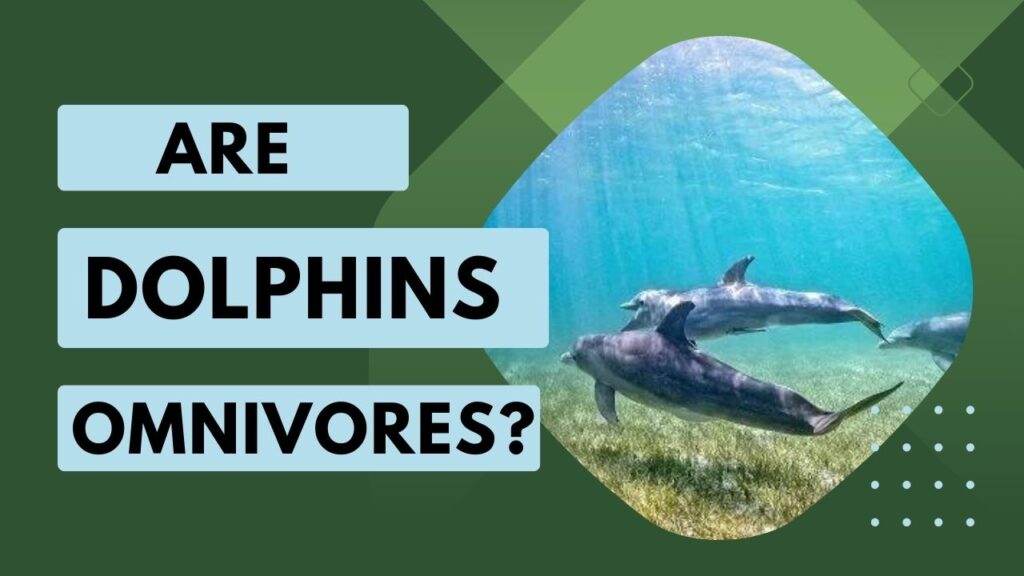 are dolphins omnivores 