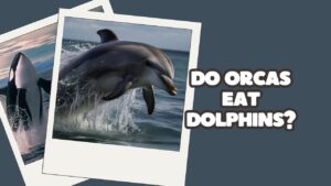 Do Orcas Eat Sharks? The Truth Behind Orca Predation | DolphinXpert.com