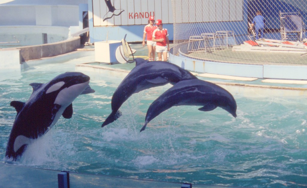 do orcas eat dolphins 