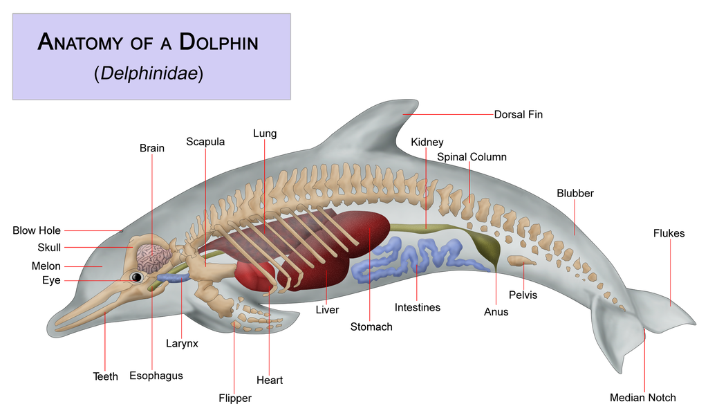 do dolphins have kidneys