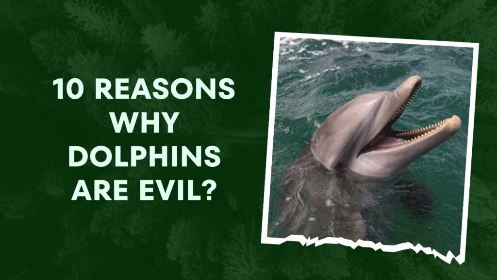 10 Reasons Why Dolphins Are Evil