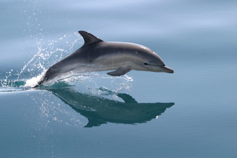 10 Reasons Why Dolphins Are Evil? Expose Their Evil Nature