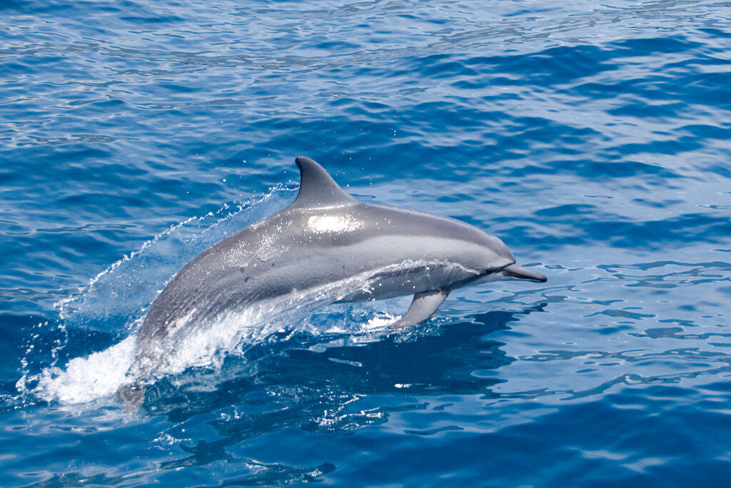 Dolphin Vs. Dolphinfish