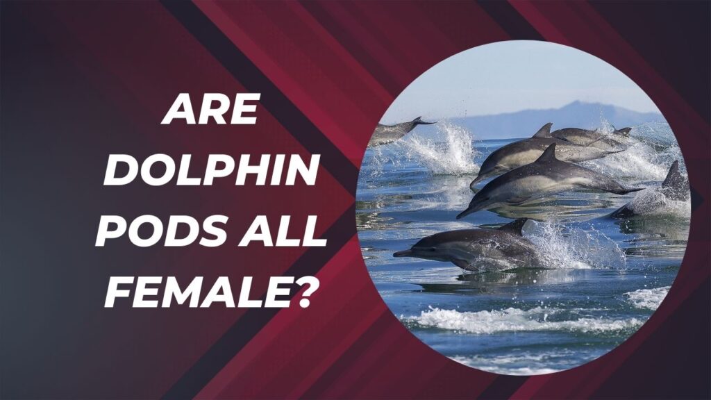 Are Dolphin Pods All Female