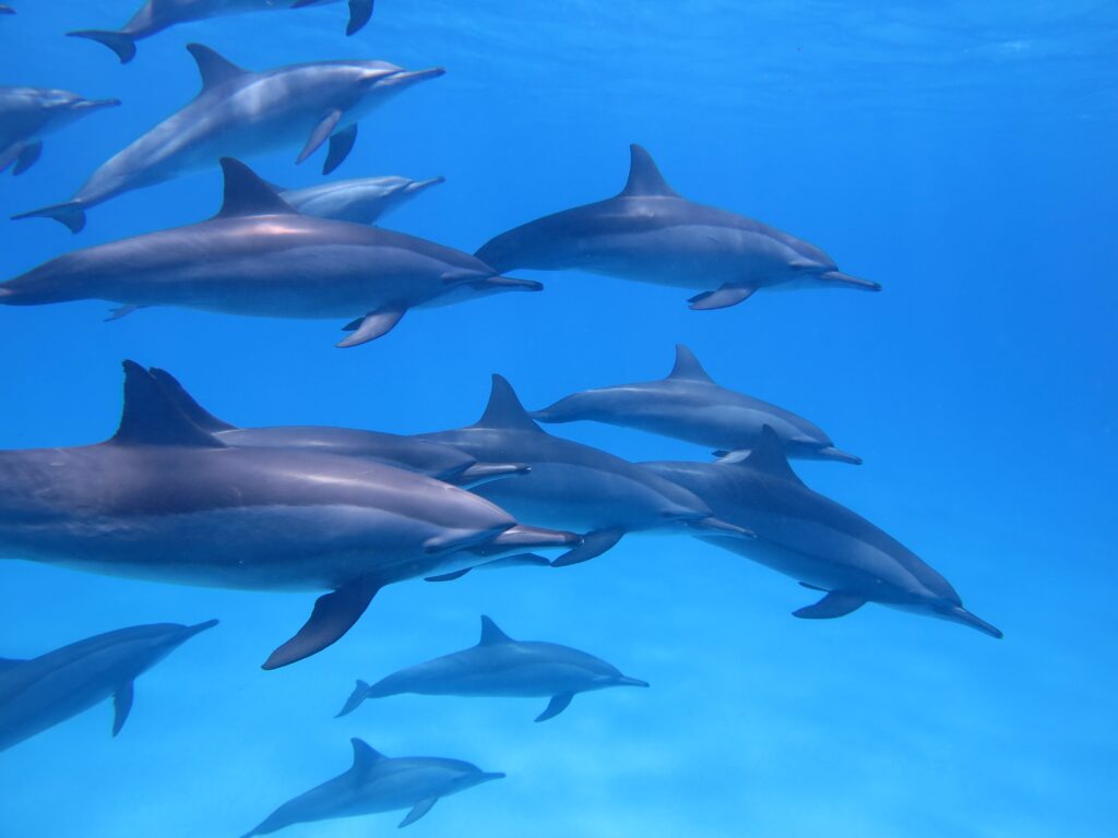 Are Dolphin Pods All Female