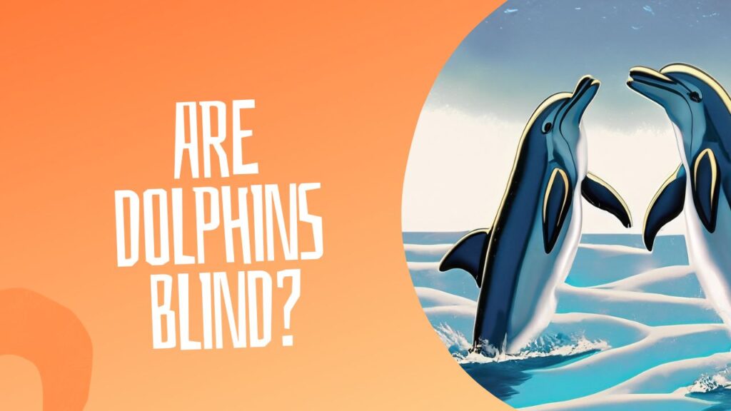 Are Dolphins Blind?