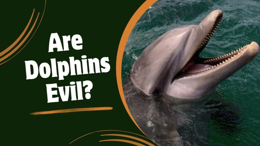 Are Dolphins Evil