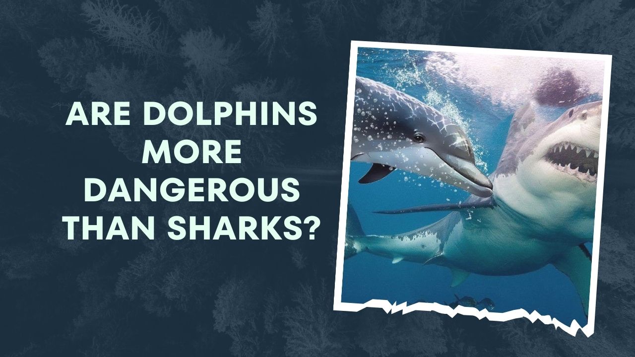 Are Dolphins More Dangerous Than Sharks? Revealing the Truth ...