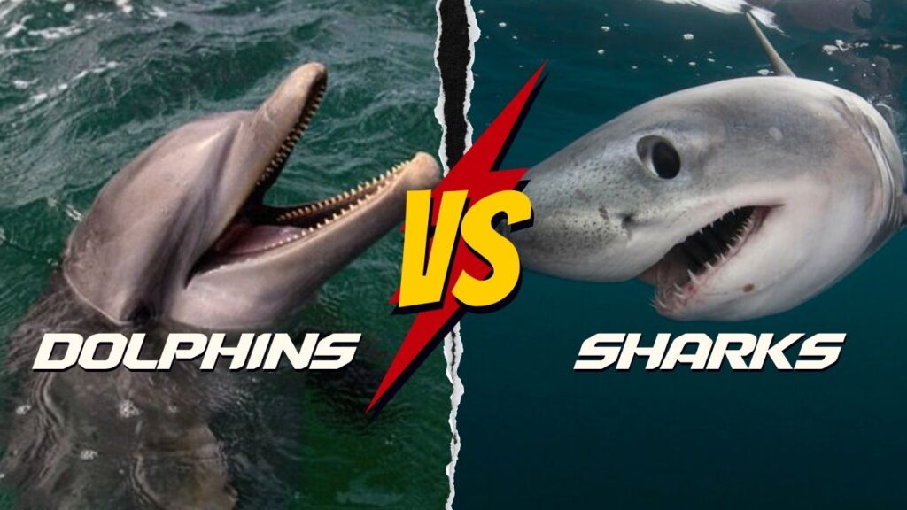 Are dolphins more dangerous than sharks?