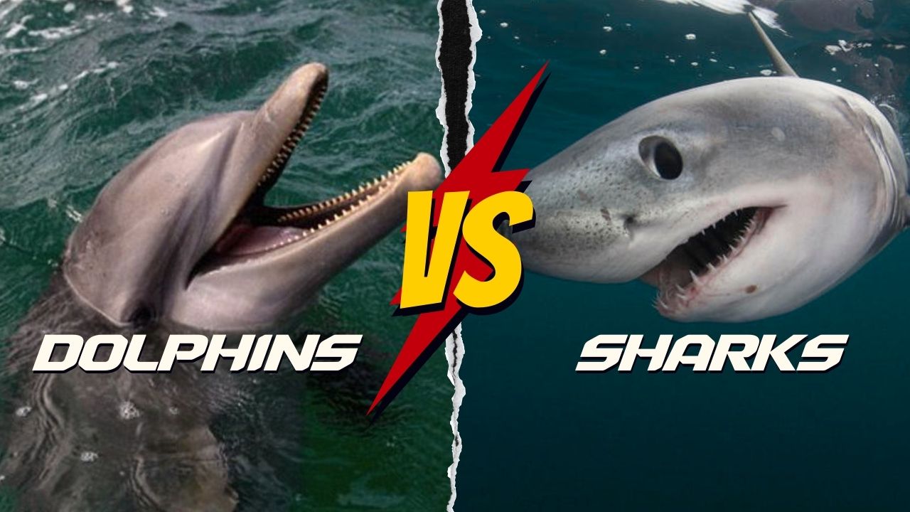 Are Dolphins More Dangerous Than Sharks? Revealing the Truth ...