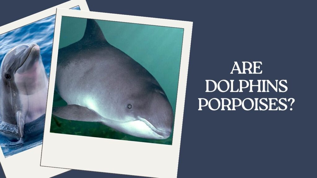 Are Dolphins Porpoises