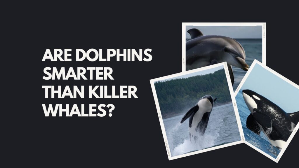 Are Dolphins Smarter Than Killer Whales