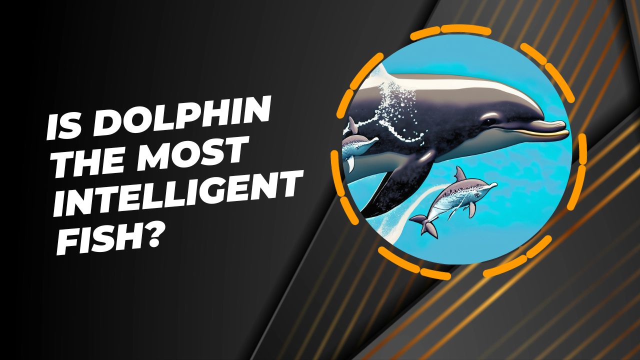 Are Dolphins Smarter Than Octopus? The Great Ocean Debate | DolphinXpert