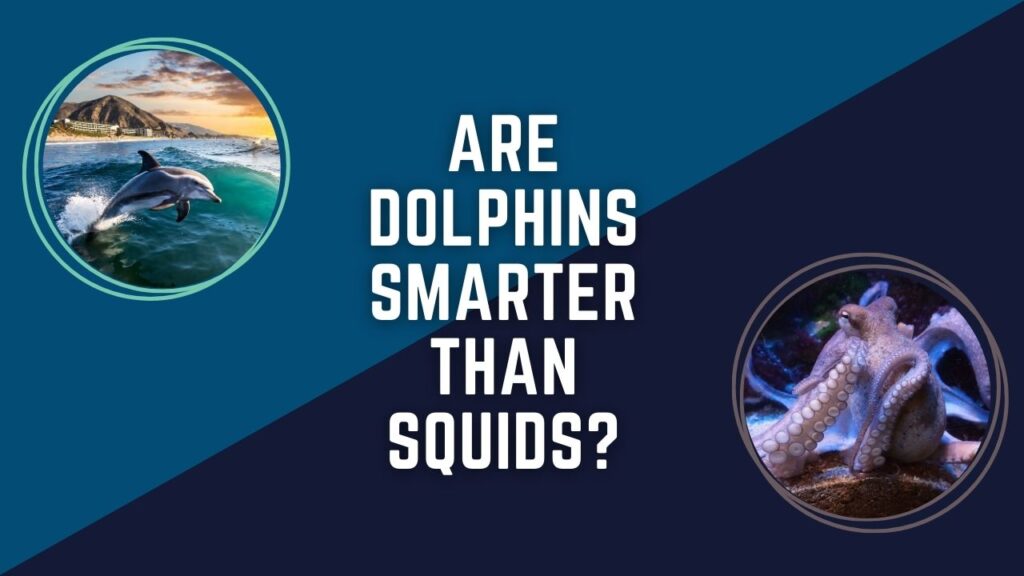 Are Dolphins Smarter Than Squids