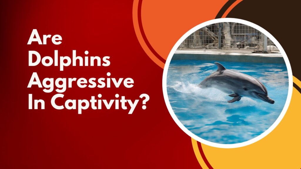 Are Dolphins Violent?