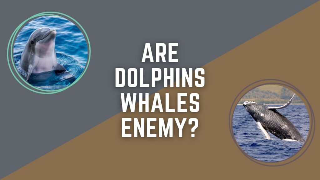 Are Dolphins Whales Enemy