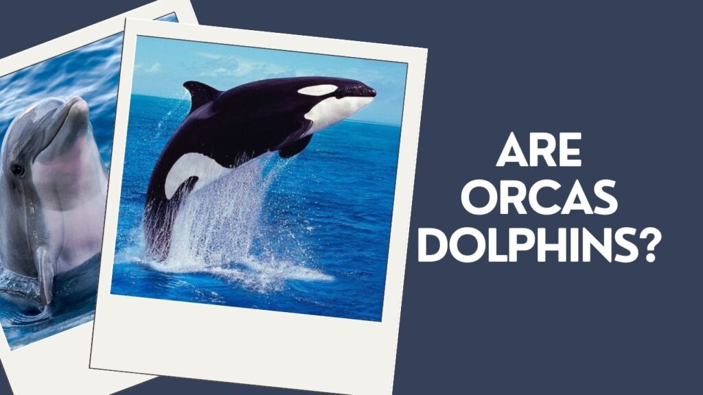 Are Orcas Dolphins