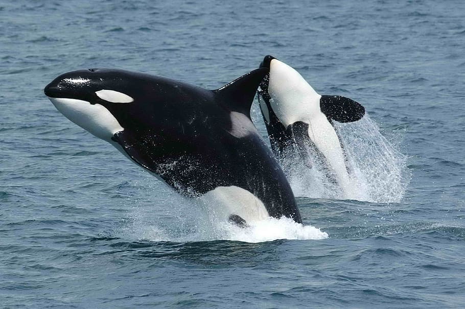 How Are Orcas Related To Dolphins?