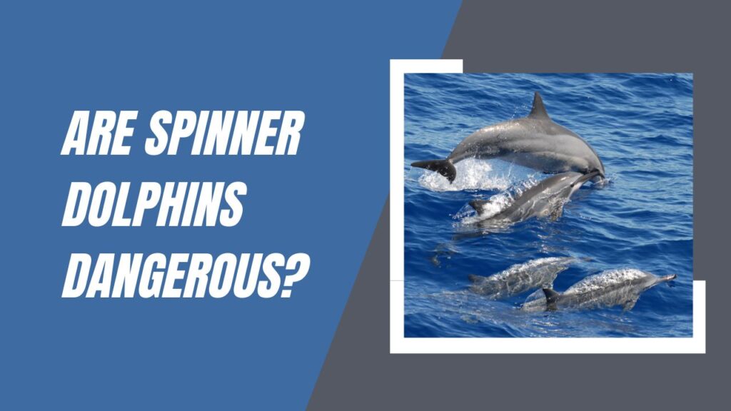 Are Spinner Dolphins Dangerous