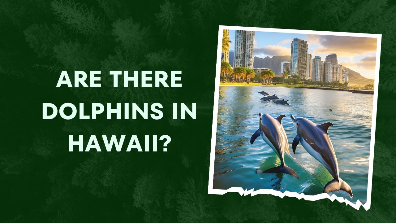 Are There Dolphins In Hawaii 