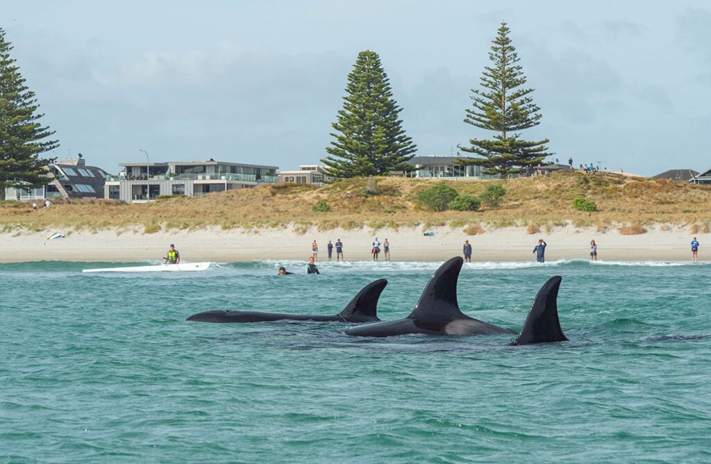 Are There Orcas In New Zealand?