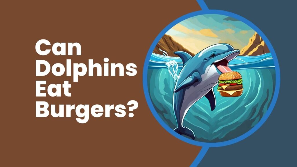 Can Dolphins Eat Burgers