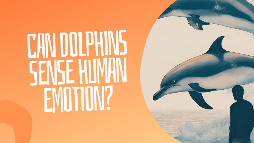 Can Dolphins Love Humans?
