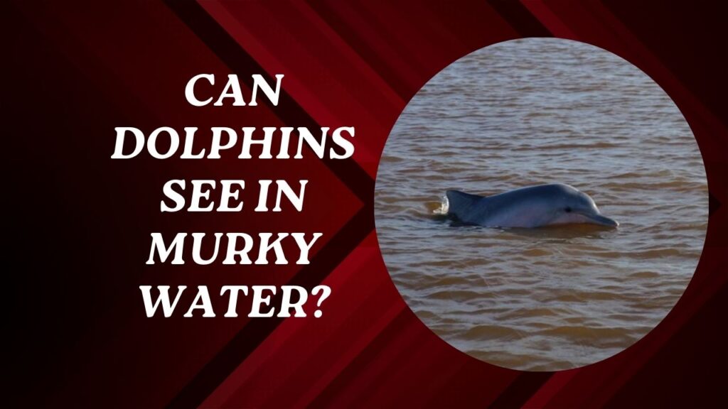 Can Dolphins See In Murky Water