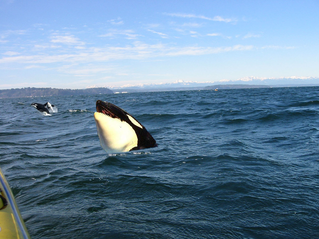 Can Orcas Take Down Boats