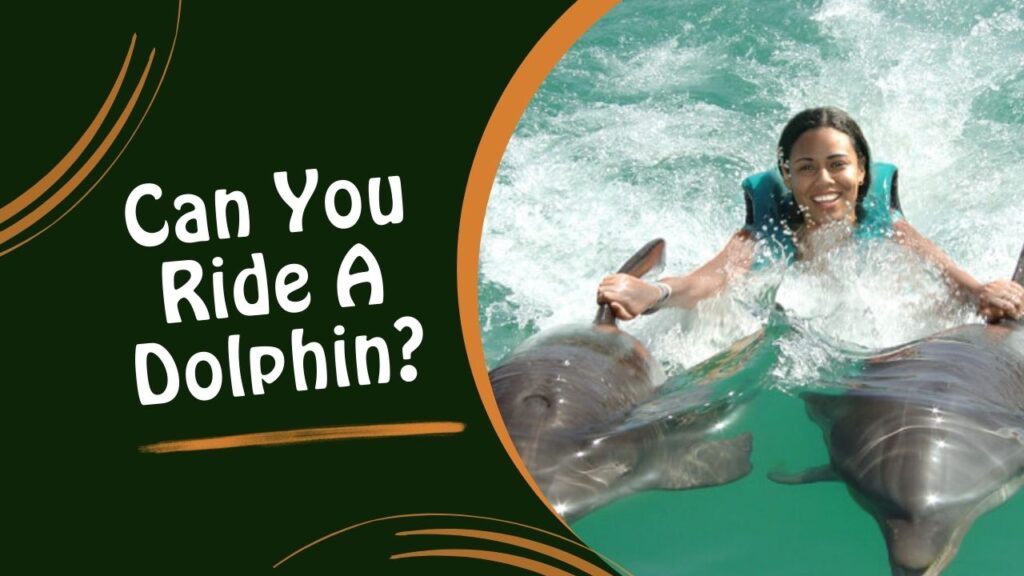 Can You Ride A Dolphin?