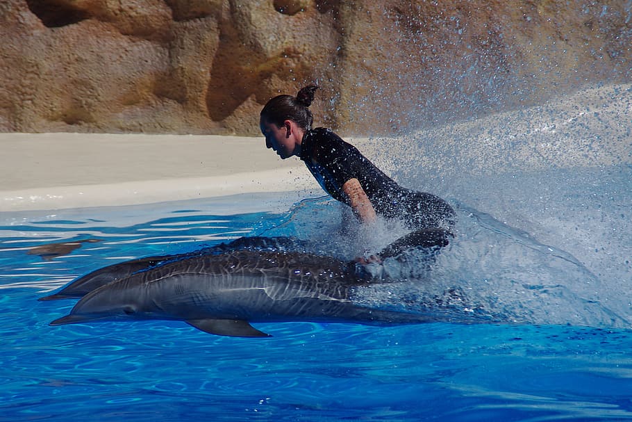 Can You Swim With Dolphins While Pregnant