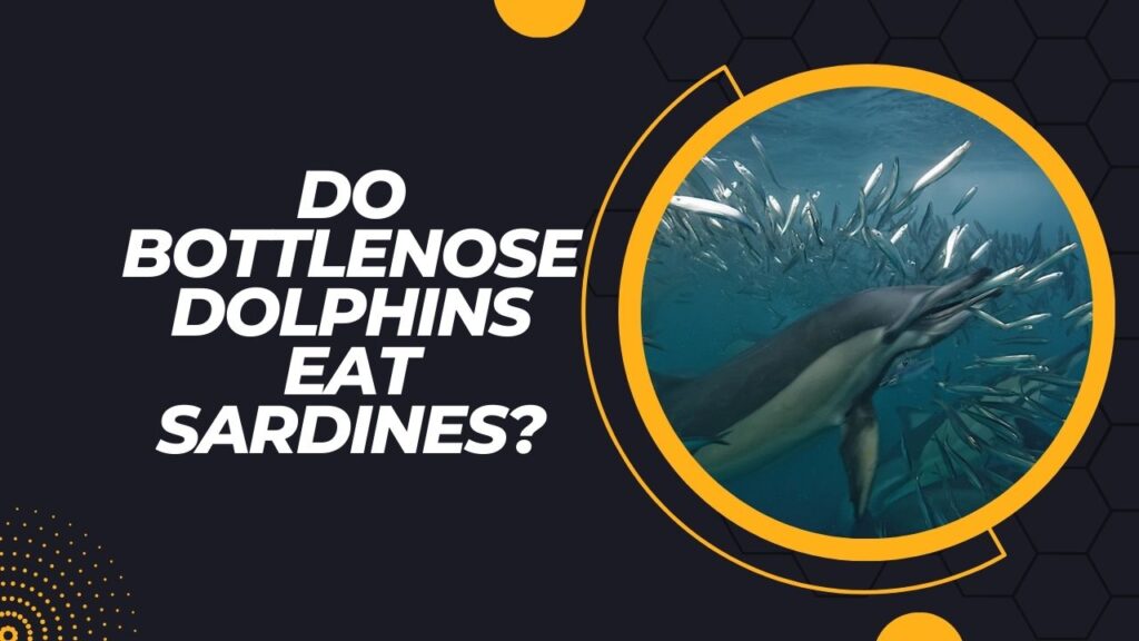 Do Bottlenose Dolphins Eat Sardines