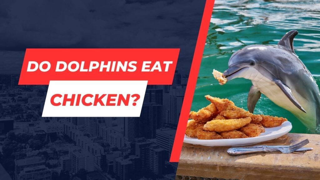 Do Dolphins Eat Chicken
