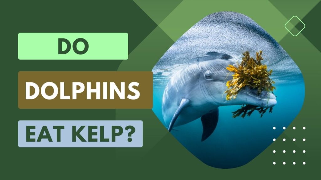 Do Dolphins Eat Kelp