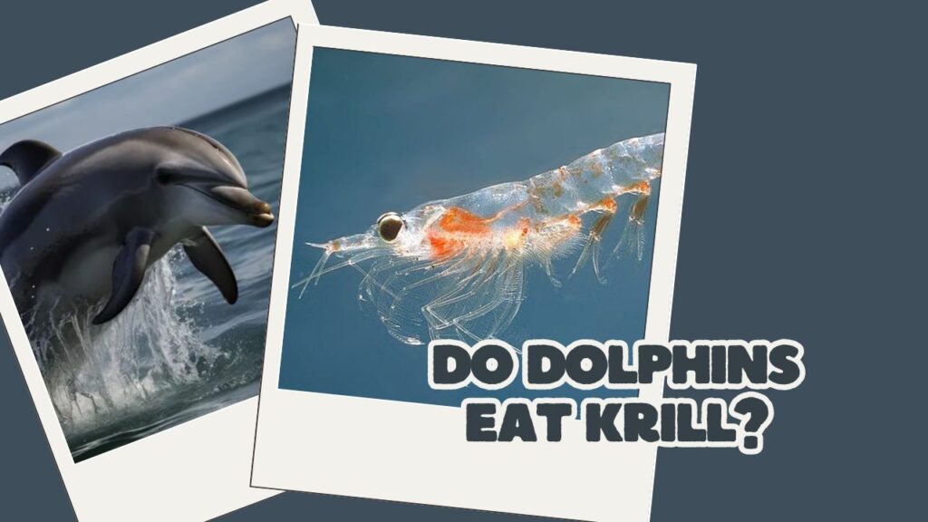 Do Dolphins Eat Krill