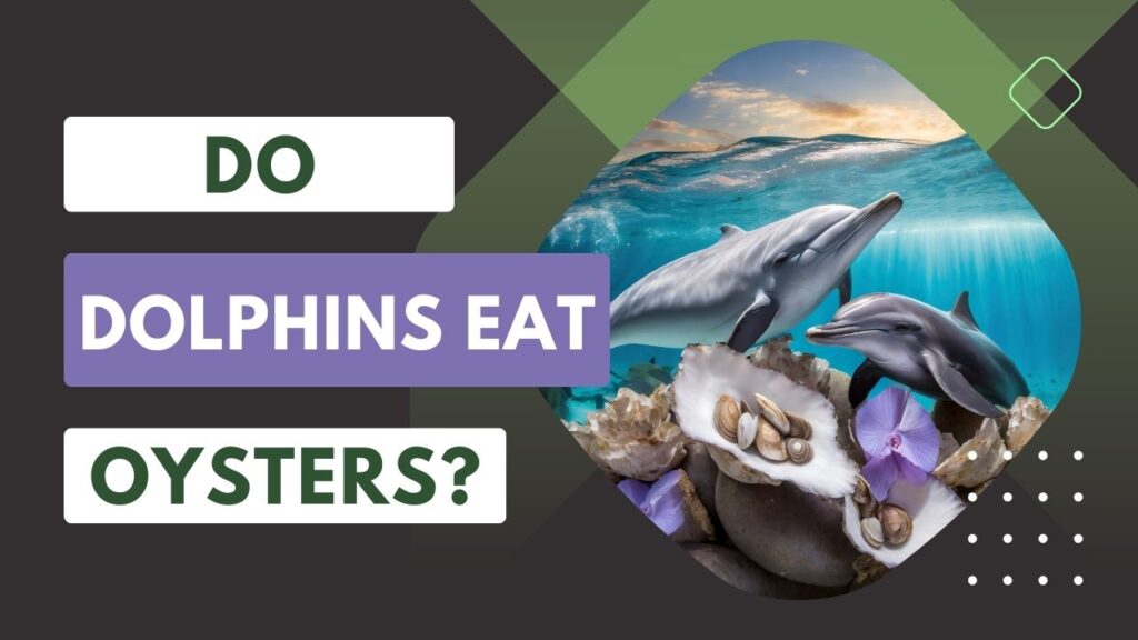 Do Dolphins Eat Oysters
