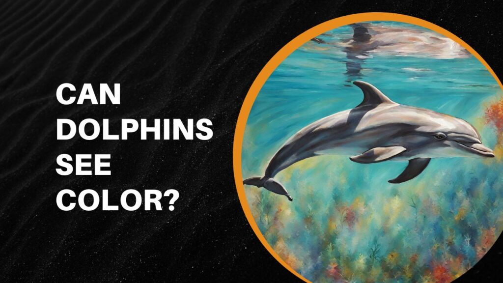 Do Dolphins Have Eyes Or Not