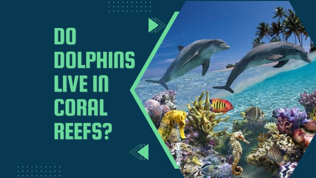 Do Dolphins Live In Coral Reefs