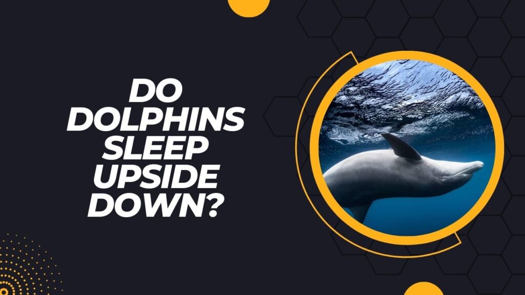 Do Dolphins Sleep Upside Down