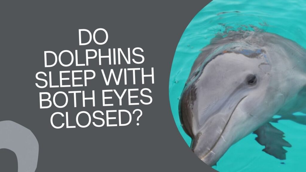 Do Dolphins Sleep With Both Eyes Closed
