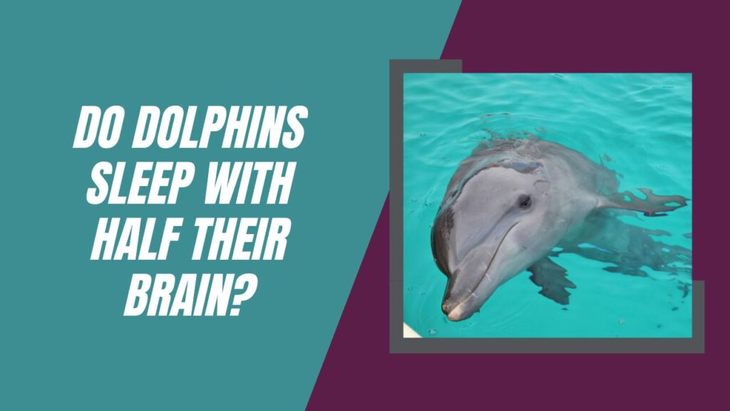 Do Dolphins Sleep With Half Their Brain