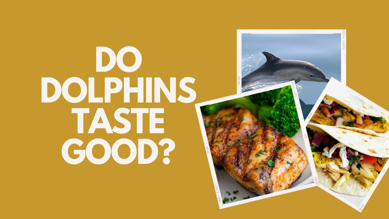 Do Dolphins Taste Good? Exploring the Palatability of Dolphins ...