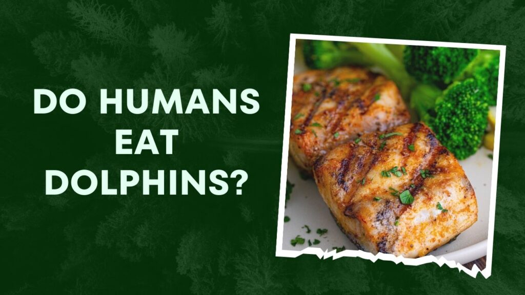 Do Humans Eat Dolphins