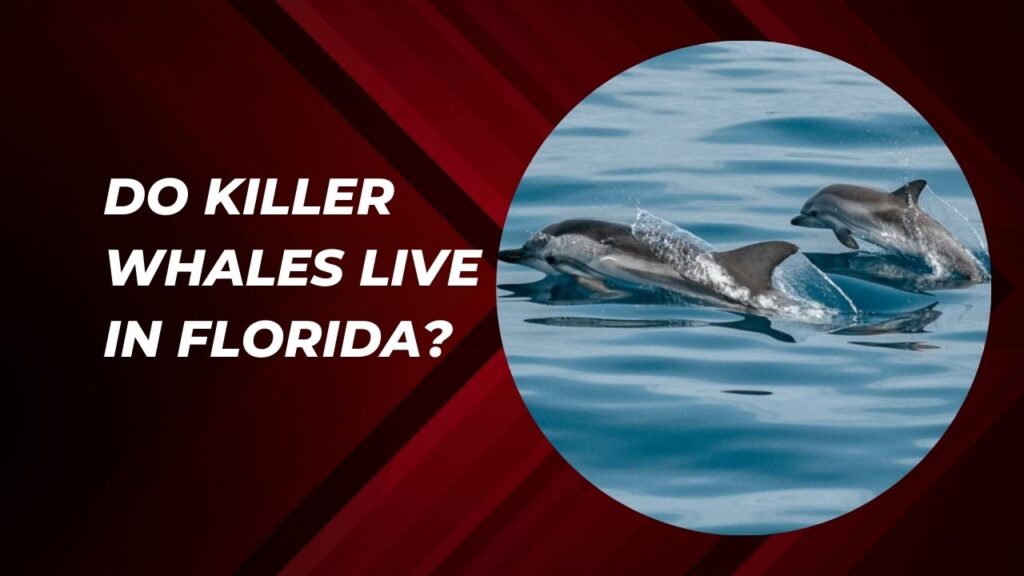 Do Killer Whales Live In Florida