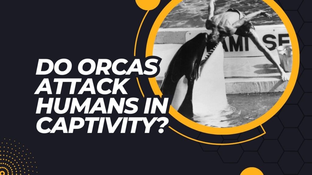 Do Orcas Attack Humans In Captivity