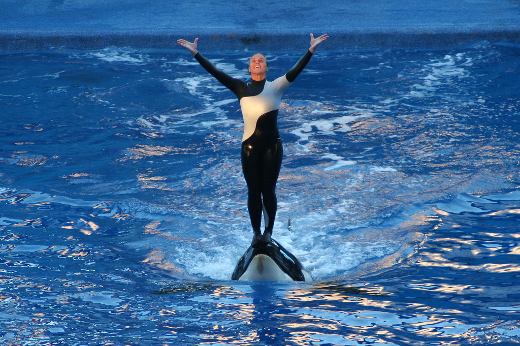Do Orcas Attack Humans In Captivity